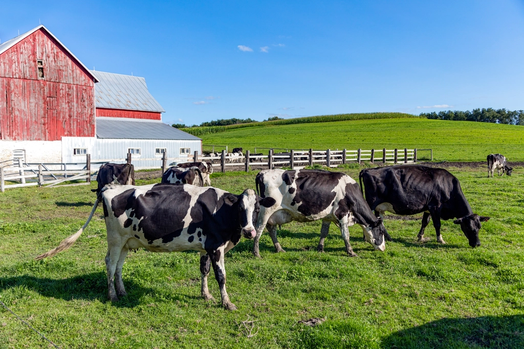 AI-powered health monitoring sensors on dairy cows helping detect illness early