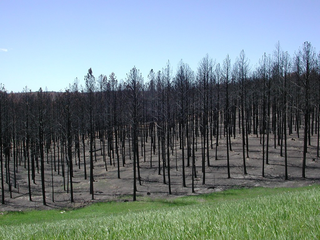 AI wildfire detection satellite view of forest fire aftermath