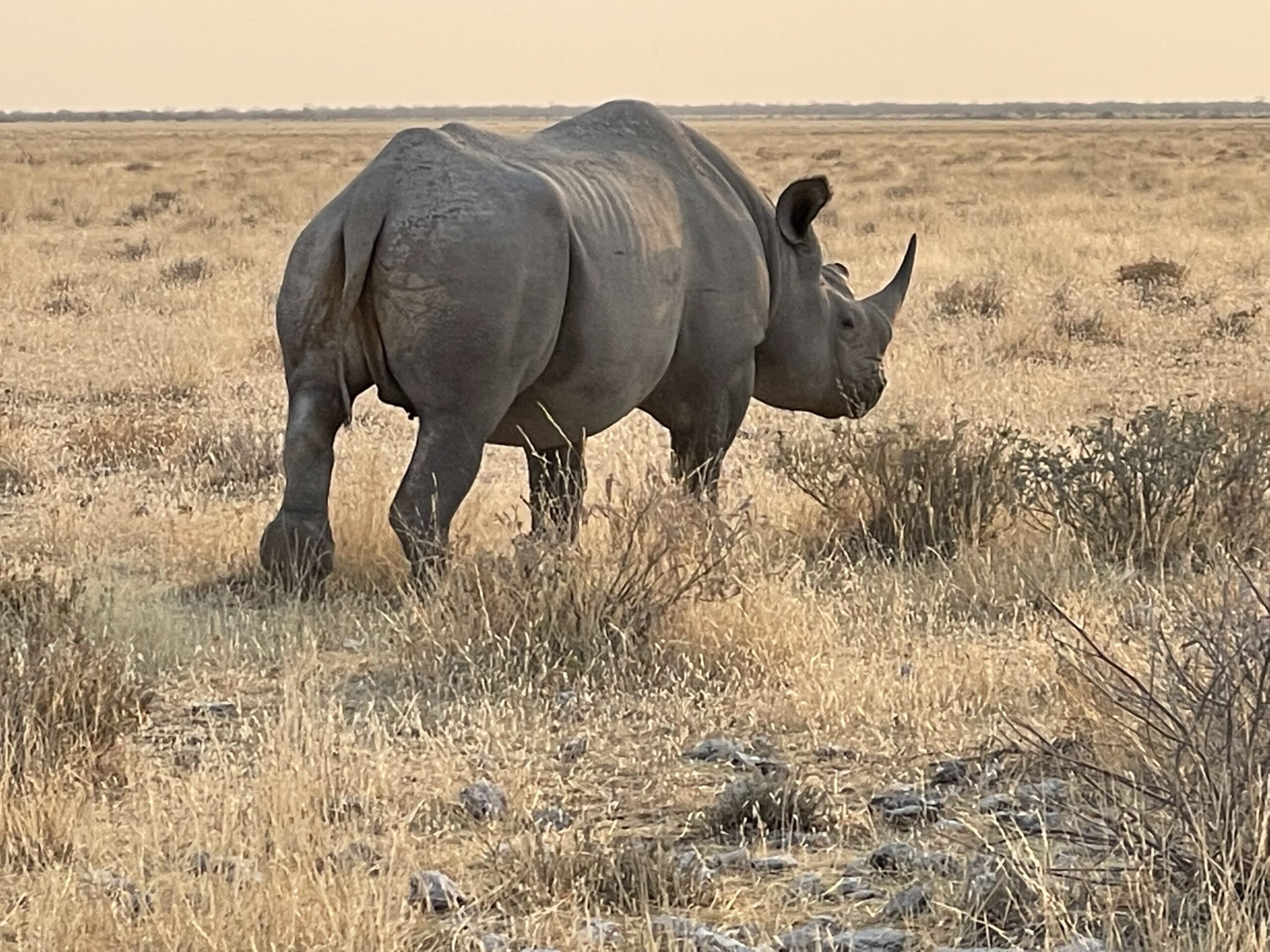 Rhino in Etosha savanna, the kind of wildlife protected by AI anti-poaching camera and sensor systems