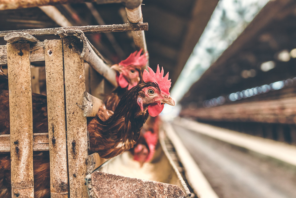 Chickens inside a commercial poultry house, where AI poultry farming systems monitor bird health with cameras and sensors